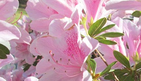Pink Azaleas North Carolina